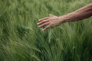 Blé : la taille du grain définit la suite de l’irrigation