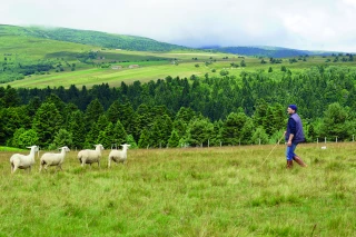 Pourquoi le pastoralisme est un atout pour la biodiversité et le climat ?