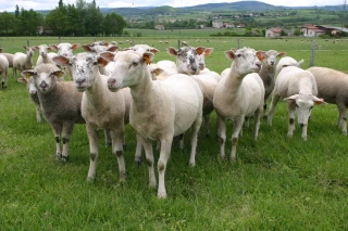 De la naissance à la commercialisation : tout savoir sur la filière ovine dans la Loire