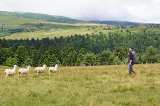 La Journée du mouton 2026 officiellement annulée