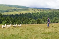La Journée du mouton 2026 officiellement annulée