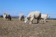 Sécheresse dans la Loire : tous mobilisés pour anticiper la crise