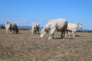 Sécheresse dans la Loire : tous mobilisés pour anticiper la crise
