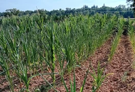 Sécheresse dans la Loire : les conseils aux éleveurs pour gérer les fourrages, le maïs et l'abreuvement