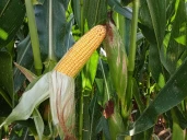 Quand arrêter l’irrigation du maïs dans la Loire ?