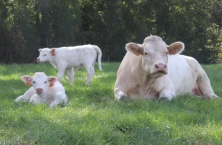 Des professionnels investis pour la filière viande