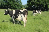 Le lait, de la vache au fromage