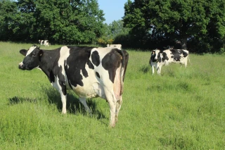 Le lait, de la vache au fromage