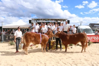 Juger, expliquer et mettre en valeur la race Limousine de la Loire
