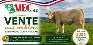 Les animaux sélectionnés pour la vente 2026 de l’Ajec Loire