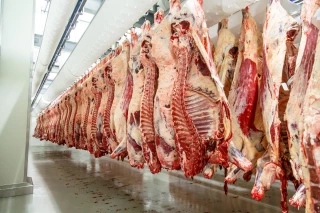 Après les sécheresses, pas encore d'afflux dans les abattoirs 