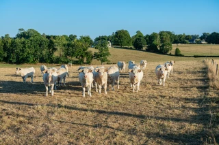 Comment le plan Casi va-t-il se décliner dans la Loire ? 
