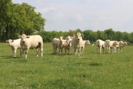 Comment Elvea Rhône-Alpes envisage-t-elle l’avenir de la filière bovine après la DNC ?