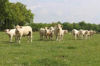 Comment Elvea Rhône-Alpes envisage-t-elle l’avenir de la filière bovine après la DNC ?