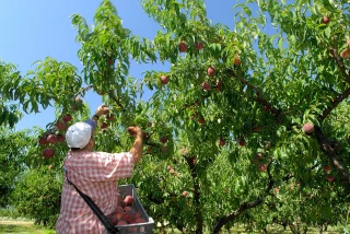 Projet Copernic : comment adapter les vergers de pêche-nectarine au changement climatique ?