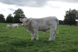 Comment choisir un reproducteur charolais, de la morphologie à la génomique ?