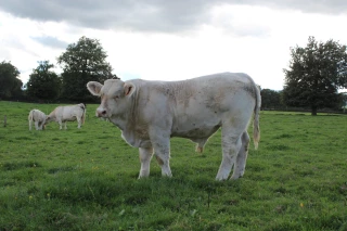 Comment choisir un reproducteur charolais, de la morphologie à la génomique ?