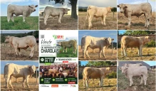 Ajec Loire : vidéo de présentation des animaux sélectionnés