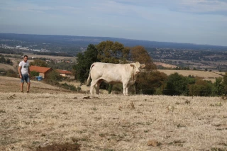 A l'EARL Boyer, le génotypage pour affiner la sélection charolaise