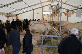 Fête du charolais : 8 068 entrées pour l’édition 2026