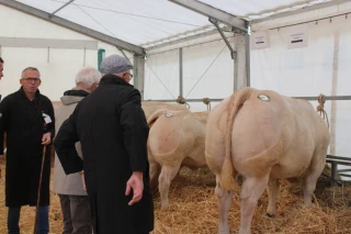 Découvrez le palmarès des animaux de boucherie