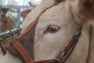Retour en image sur la Fête du charolais