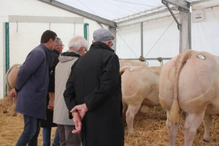 Malgré les inquiétudes, un concours de bovins de boucherie qualitatif 