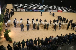 Un concours de reproducteurs charolais de haut niveau dans un contexte difficile