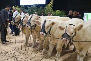 Un concours de reproducteurs charolais de haut niveau dans un contexte difficile